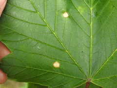 Drisina glutinosa