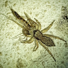 Menemerus bivittatus