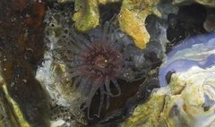 Anthopleura handi