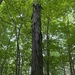 Shagbark Hickory - Photo (c) klalla, some rights reserved (CC BY-NC)