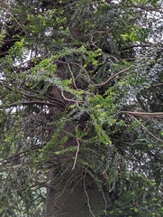 Araucaria