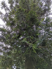 Araucaria