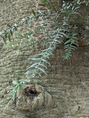 Araucaria
