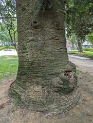 Araucaria