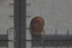 Punctum pygmaeum