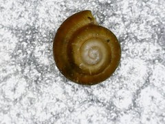 Punctum pygmaeum