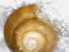 Punctum pygmaeum