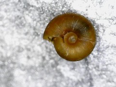 Punctum pygmaeum