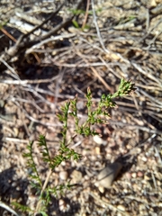 Pelargonium multiradiatum