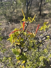 Anisotes rogersii