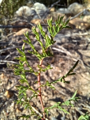 Pelargonium multiradiatum