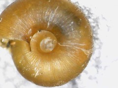 Punctum pygmaeum