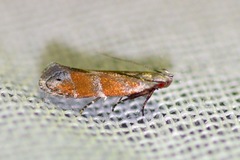 Battaristis vittella
