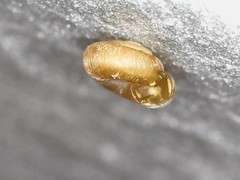 Punctum pygmaeum