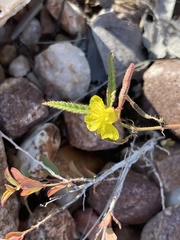 Corchorus asplenifolius