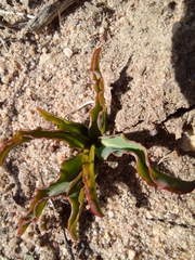 Euphorbia tuberosa
