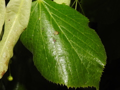 Physemocecis hartigi