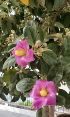 Lagunaria