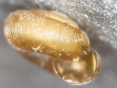 Punctum pygmaeum