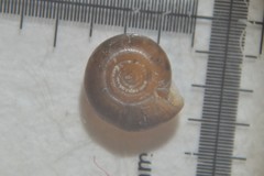 Bathyomphalus contortus
