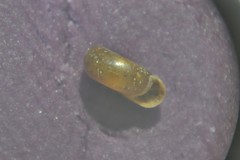 Bathyomphalus contortus