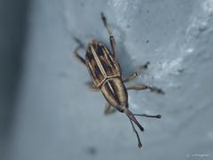 Rhabdoscelus lineaticollis