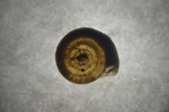 Bathyomphalus contortus