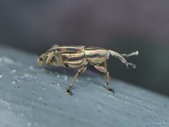 Rhabdoscelus lineaticollis