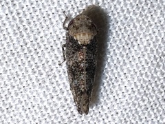 Paraphlepsius collitus