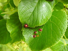 Didymomyia tiliacea