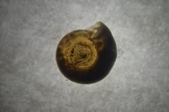 Bathyomphalus contortus