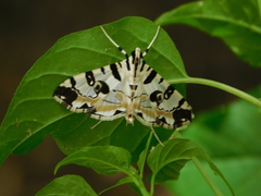 Conchylodes salamisalis