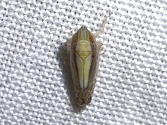 Scaphytopius elegans