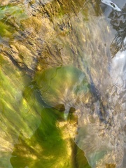 Vaucheria fontinalis