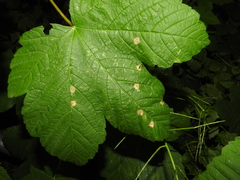 Drisina glutinosa
