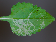 Liriomyza helianthi
