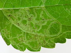 Liriomyza helianthi