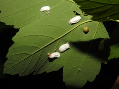 Pulvinaria hydrangeae
