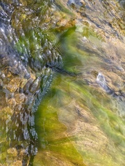 Vaucheria fontinalis