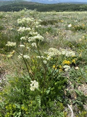 Meum athamanticum