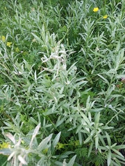 Xeranthemum annuum
