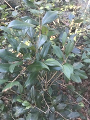 Calyptranthes pallens