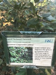 Calyptranthes pallens