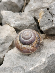 Helix straminea