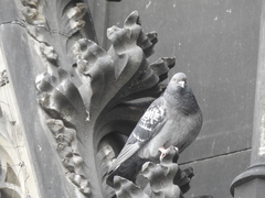 Columba livia domestica