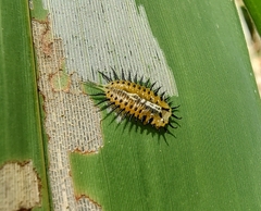 Aspidimorpha miliaris