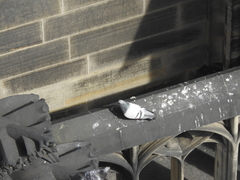 Columba livia domestica