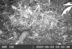 Didelphis marsupialis