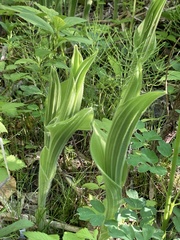 Cypripedium reginae
