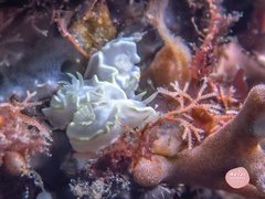 Glossodoris buko